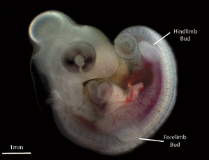 embryo.jpg