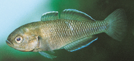 Midg male Cardross lakes MH.cropped.jpg