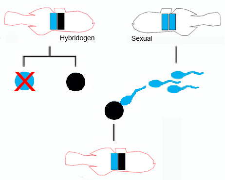 hybridogen.jpg