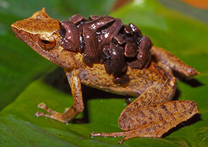 Sphenophryne cornuta with babies_SJR_1_small.jpg