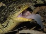 Australian Amphibian and Reptile Genomes