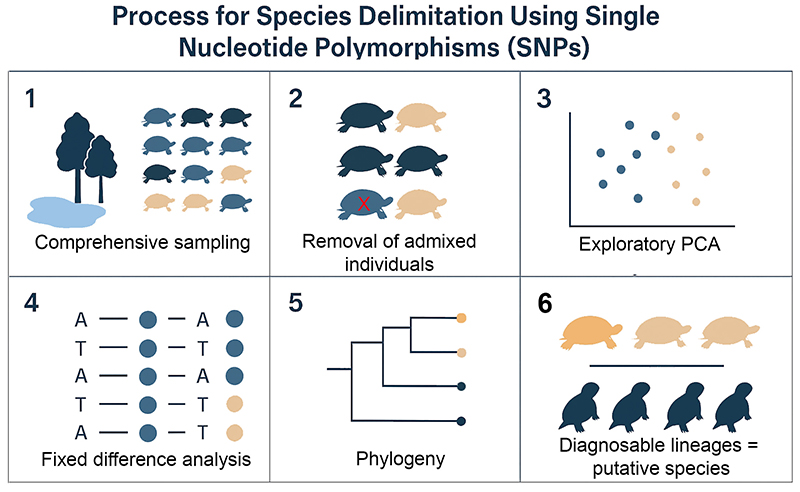Emydura_graphical_abstract_small.jpg